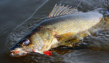 Wisconsin DNR: News fishing regulation, season structure reminders