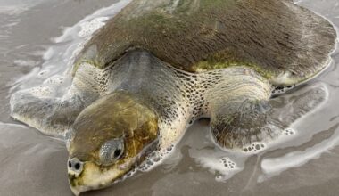 Rare sea turtle found on Texas beach, lifeguard steps in