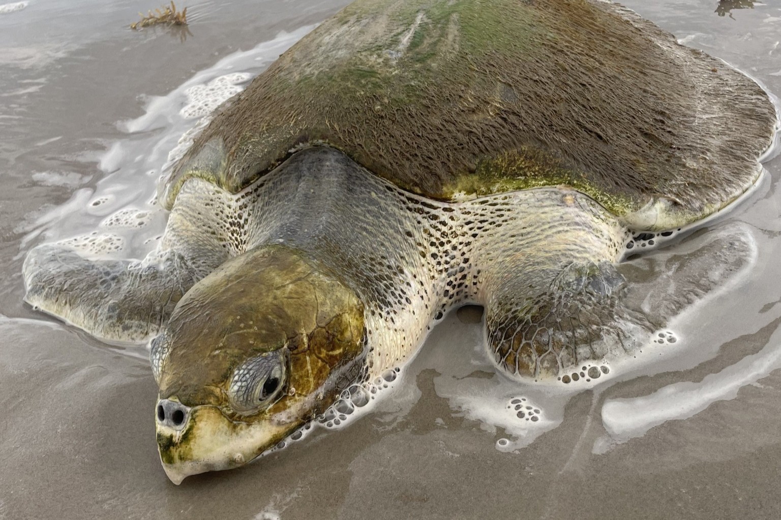 Rare sea turtle found on Texas beach, lifeguard steps in