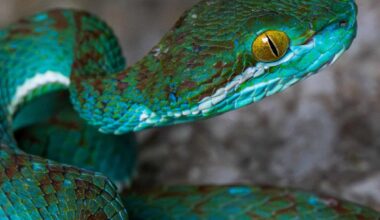 A-Z Animals Articles