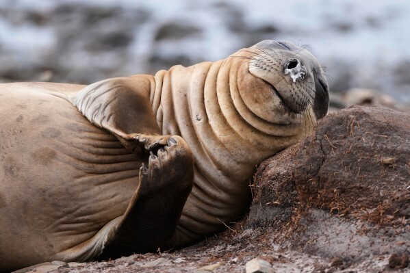 An elephant seal lies on the shore at Kelp Point on the Falkland Islands, also known as Islas Malvinas, Tuesday, March 17, 2026. (AP Photo/Ricardo Mazalan, File)