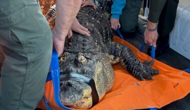 A Buffalo-area man ends his fight to reclaim Albert, his 12-foot alligator seized in 2024