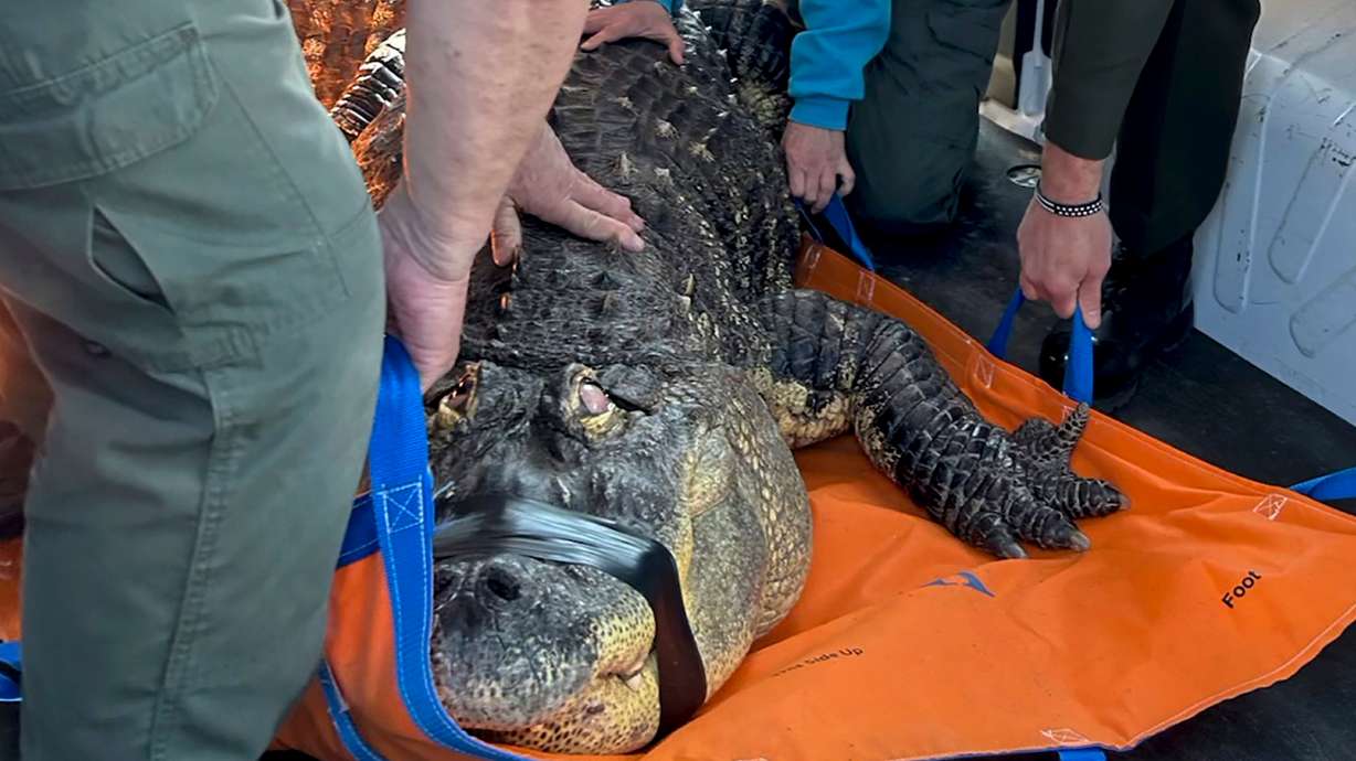 A Buffalo-area man ends his fight to reclaim Albert, his 12-foot alligator seized in 2024