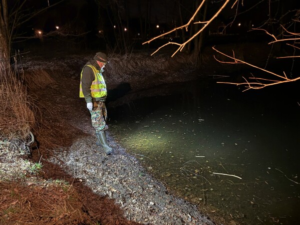 Biologist Krzysztof Klimaszewski looks into the marshes where toads and frogs mate during a 'Frog Patrol' in Otrebusy, Poland, Monday, March 30, 2026. (AP Photo/Claudia Ciobanu)