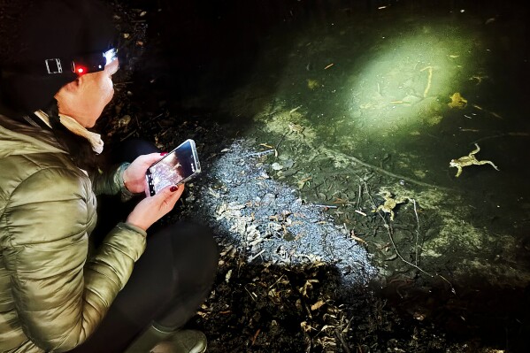 A participant in a 'Frog Patrol' looks for toads and frogs in the marshes in Otrebusy, Poland, Monday, March 30, 2026. (AP Photo/Claudia Ciobanu)