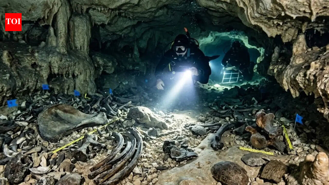 Rare Fossils In Texas: Rare Ice Age fossils found in Texas cave could rewrite ancient climate history | World News