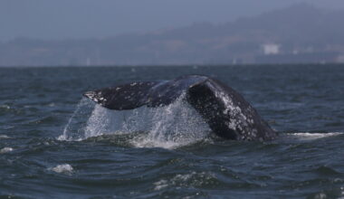 In San Francisco Bay, whales are dying more frequently