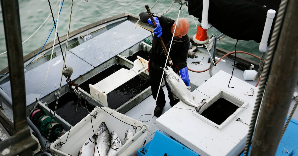 Commercial salmon fishing to open in California for the first time since 2022 as population rebounds