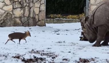 Have You Seen This? Tiny deer fearlessly faces a rhino