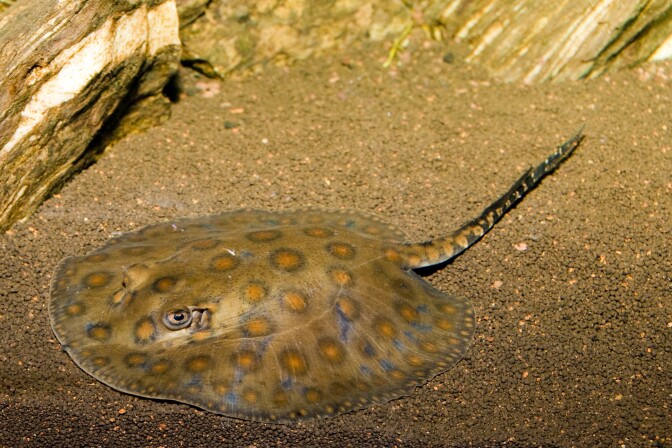 A round stingray flattened and camouflaged against dark brown sand.Its sharp tail spine extends behind it.