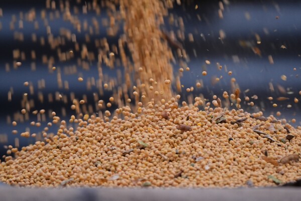 Soybeans from last year's harvest are loaded into a truck at Doug Bartek's farm near Wahoo, Neb., on Monday, April 6, 2026. (AP Photo/Charlie Riedel)