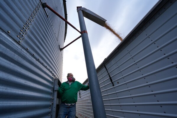 Doug Bartek transfers soybeans from a storage bin to a truck on his farm near Wahoo, Neb., on Monday, April 6, 2026. (AP Photo/Charlie Riedel)