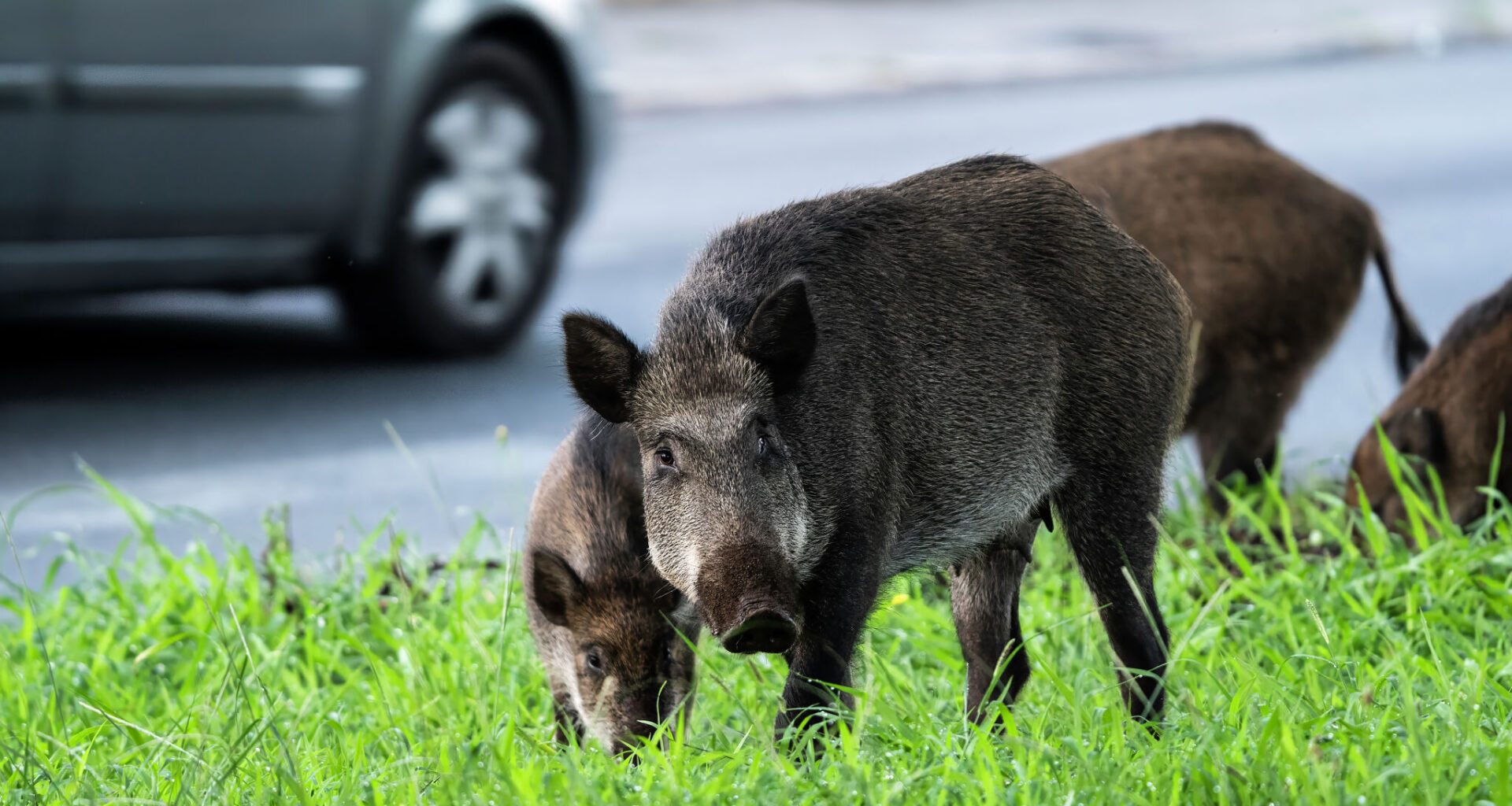 Feral hogs in Texas neighborhoods are becoming more common