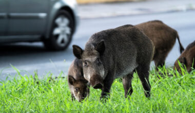 Feral hogs in Texas neighborhoods are becoming more common