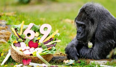 Happy 69th birthday to Fatou, the world's oldest gorilla living in captivity