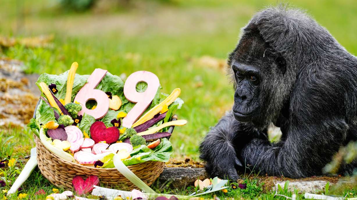Happy 69th birthday to Fatou, the world's oldest gorilla living in captivity