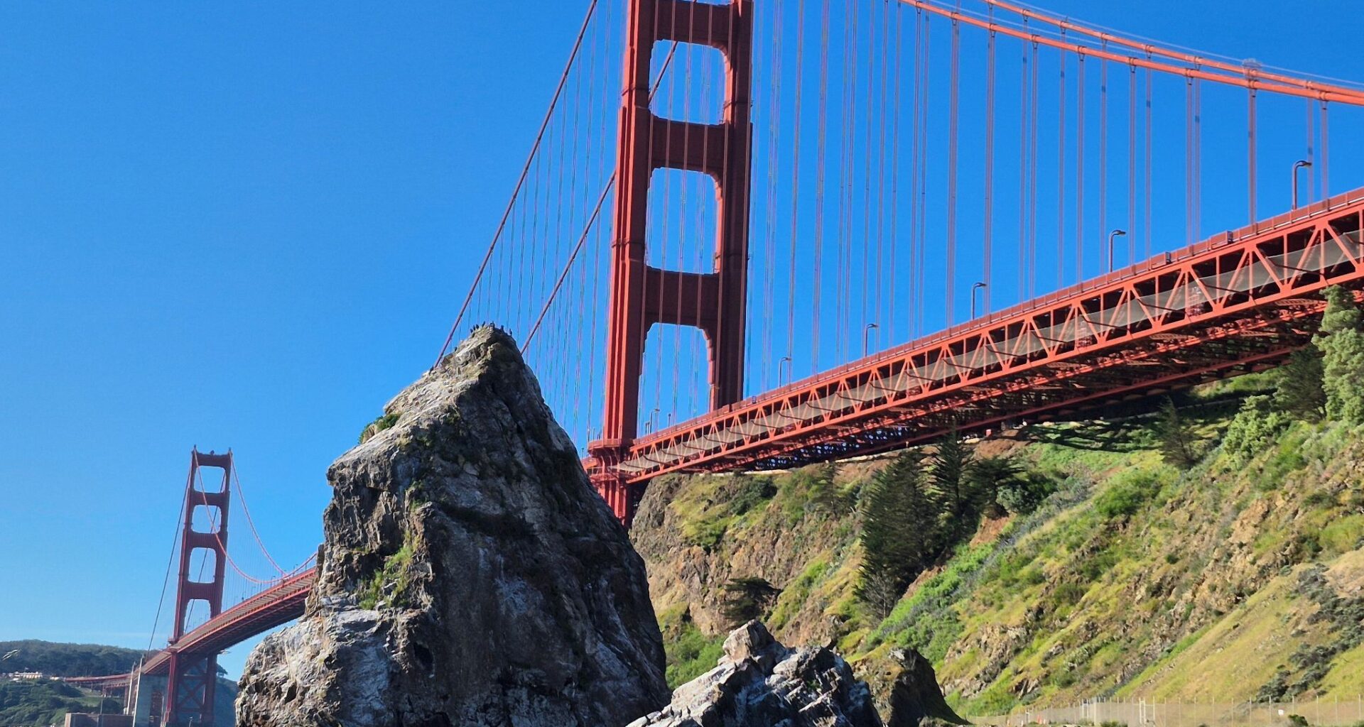 Gray whales are out of luck in San Francisco Bay