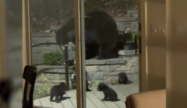 Mother bear and cubs take up residence under Oakland, Bergen County family's home in NJ