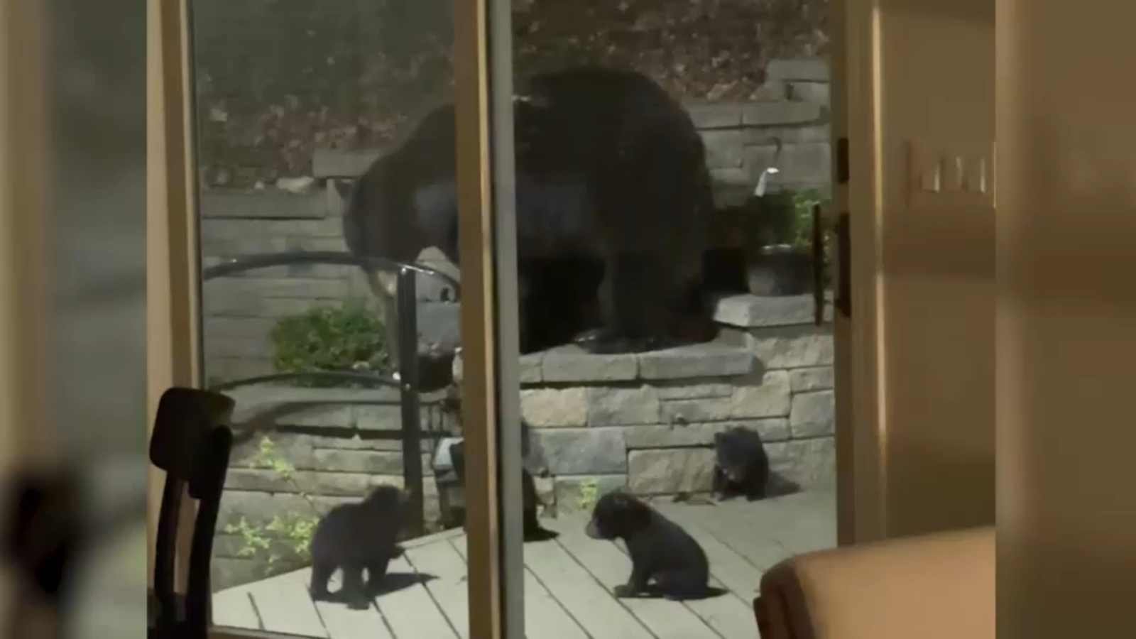 Mother bear and cubs take up residence under Oakland, Bergen County family's home in NJ