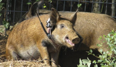 Feral hog sightings in North Texas: Why they're in neighborhoods