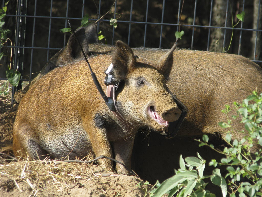Feral hog sightings in North Texas: Why they're in neighborhoods