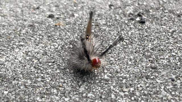 A live oak tussock moth caterpillar explores a Hilton Head parking lot.