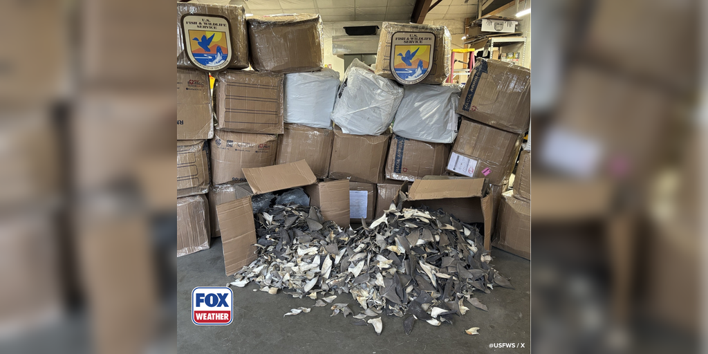 Photos: Officials seize over $1 million worth of illegal shark fins