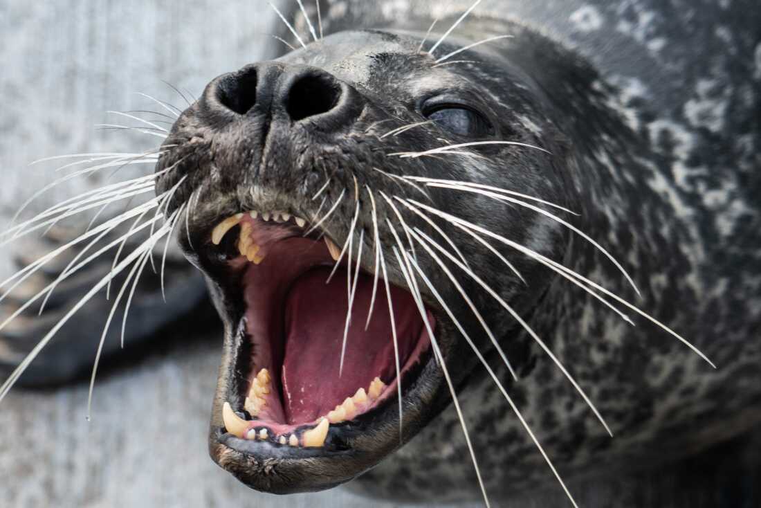 Filou worked with scientists for two years to help them test a theory about how harbor seals use their whiskers to hunt.