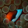 Tomato clownfish, like the one seen here nestled in a sea anemone, lose all but one of their white stripes (the head bar) as they grow up.