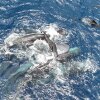 A group of sperm whales work to keep a newborn calf afloat in the hours after its birth.