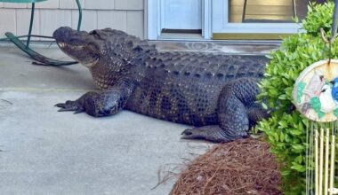 Massive alligator shows up on front porch of North Carolina house: Pictures here