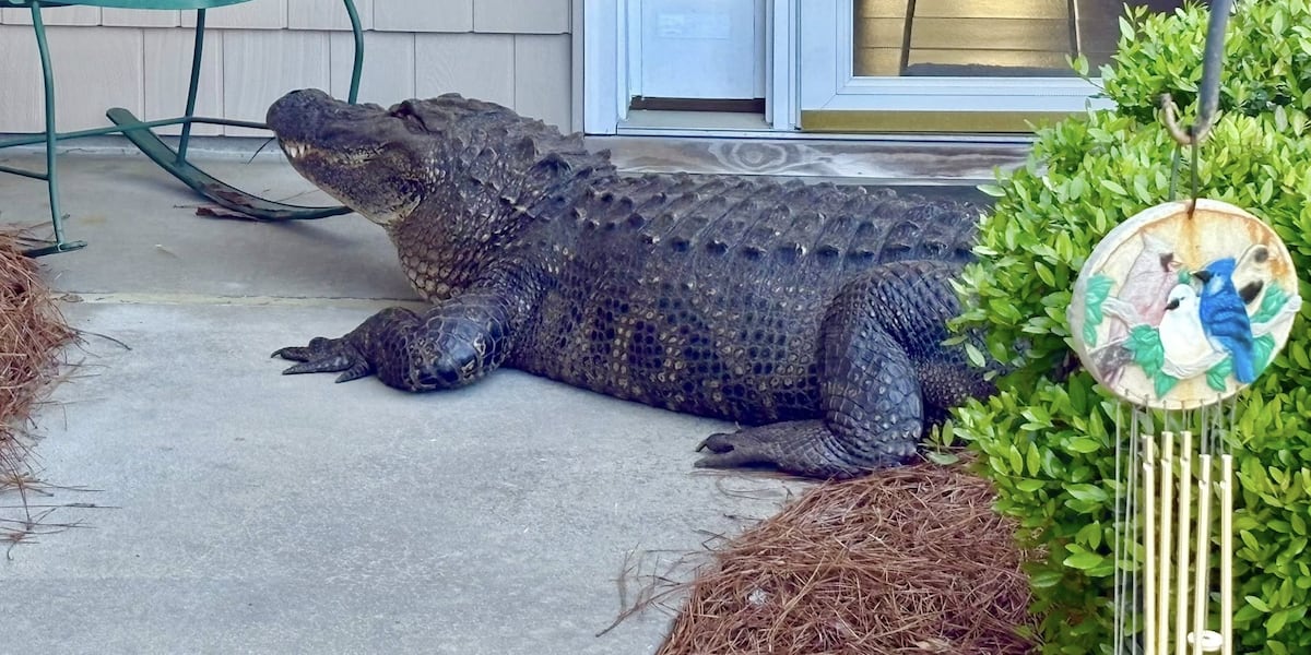 Massive alligator shows up on front porch of North Carolina house: Pictures here