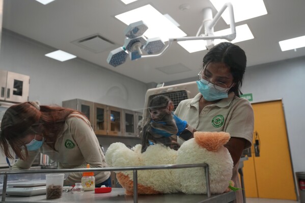 Veterinarians take care of a baby monkey named Yuji at a special care center at the zoo in Guadalajara, Mexico, Wednesday, April 15, 2026. (AP Photo/Refugio Ruiz)