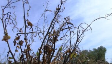 82 counties in North Carolina declared ‘natural disaster areas’ by US government