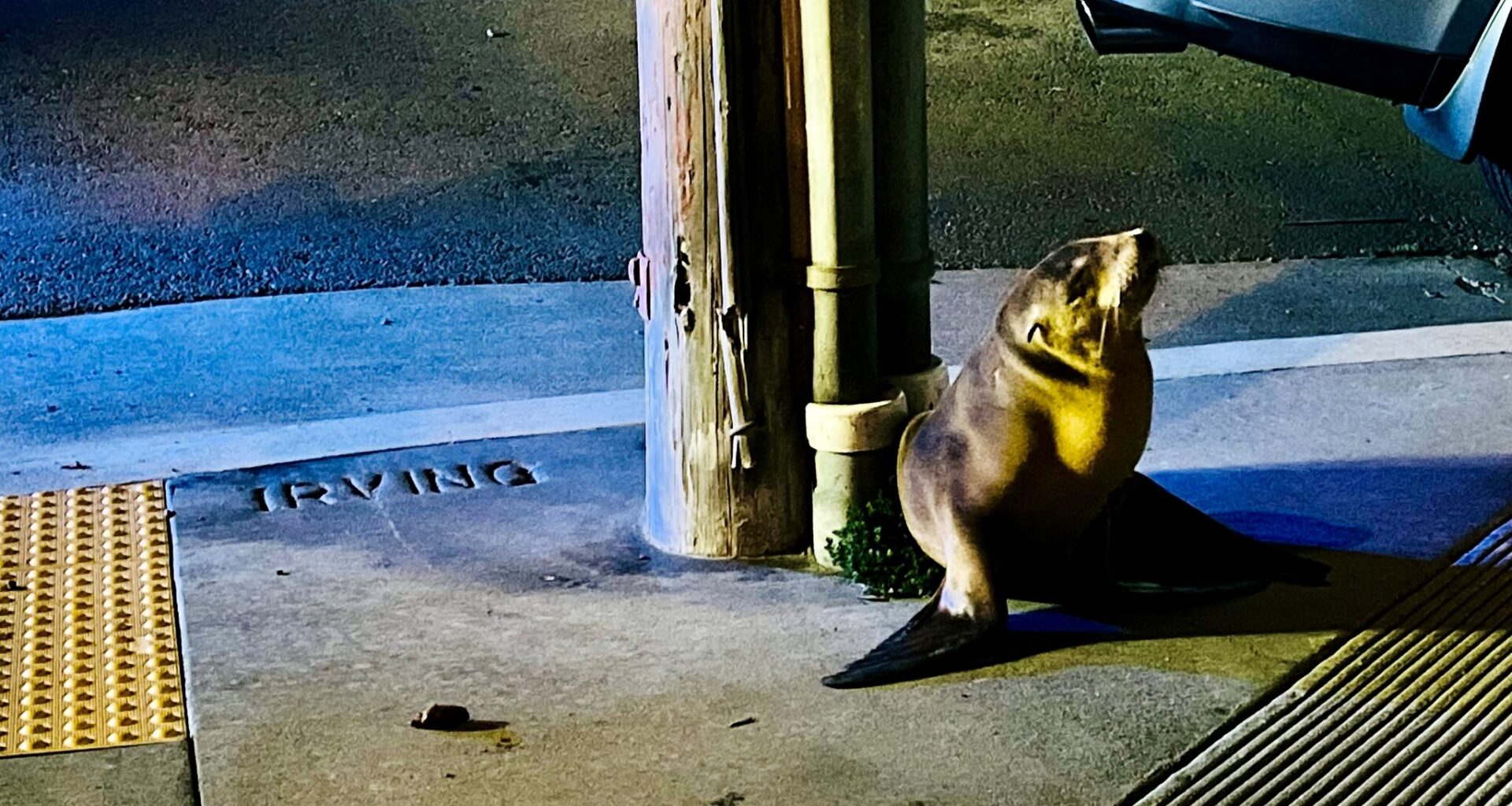 Meet Irving, the sea lion pup rescued from an S.F. sidewalk