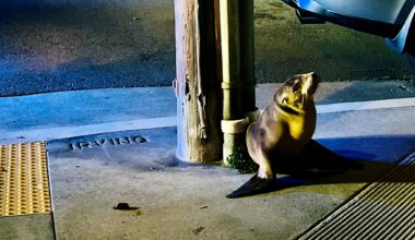 Meet Irving, the sea lion pup rescued from an S.F. sidewalk