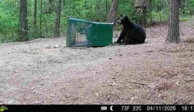 Black bear caught on game cameras first to overwinter in East Texas in 50 years