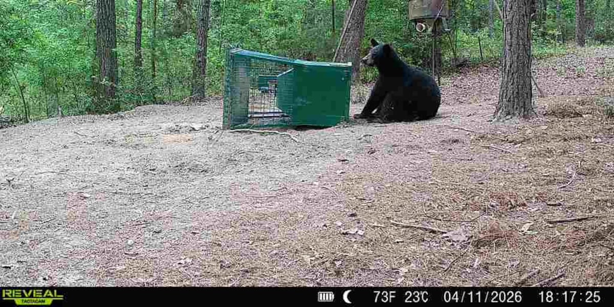 Black bear caught on game cameras first to overwinter in East Texas in 50 years