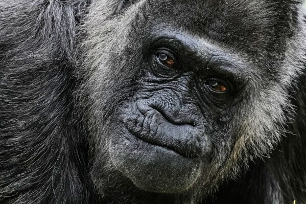 Fatou, the oldest of Berlin's zoo and also believed to be the world's oldest gorilla, arrives at its enclosure to celebrate her 69th birthday in Berlin, Germany, Monday, April 13, 2026. (AP Photo/Markus Schreiber, File)