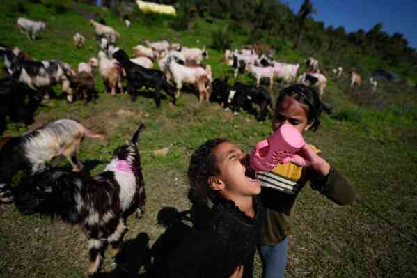 A nomadic girl gives water to her sister as they pause with their cattle on the outskirts of Jammu along the Jammu–Srinagar highway in Jammu, India, Monday, April 13, 2026, as they continue their seasonal migration between mountain pastures and the plains. (AP Photo/Channi Anand, File)