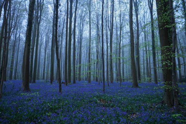 Bluebells, also known as wild hyacinth, bloom in Hallerbos Forest, near Helle, south of Brussels, Belgium Tuesday, April 14, 2026. (AP Photo/Virginia Mayo, File)