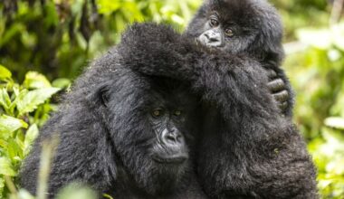 David Attenborough’s “A Gorilla Story” reveals a rare conservation success
