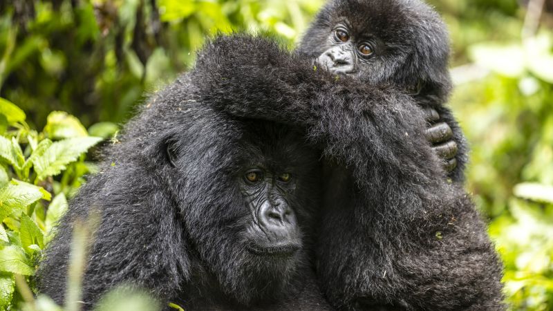 David Attenborough’s “A Gorilla Story” reveals a rare conservation success