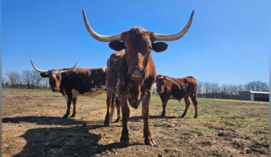 Family Of Rescued Longhorns Go Wild When They Hear The Garbage Truck Coming