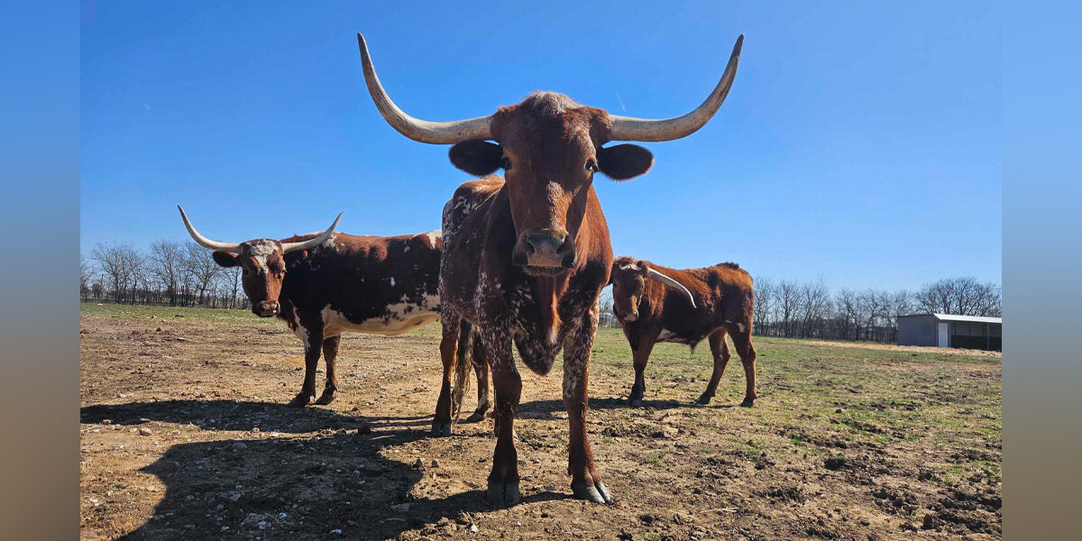 Family Of Rescued Longhorns Go Wild When They Hear The Garbage Truck Coming