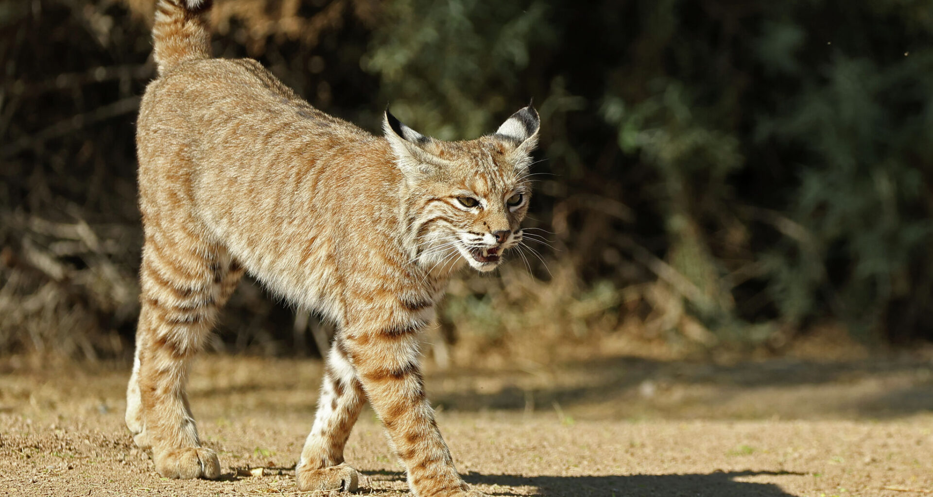Bobcats spread across CT in a conservation success story. Here's where