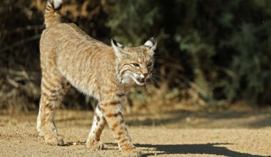 Bobcats spread across CT in a conservation success story. Here's where