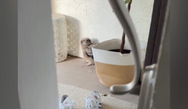 Woman Hears 'Coyote' Outside — But Finds A Wide-Eyed Wild Baby Instead