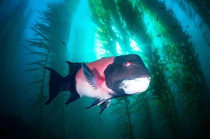 A red black and white sheephead fish in kelp. 