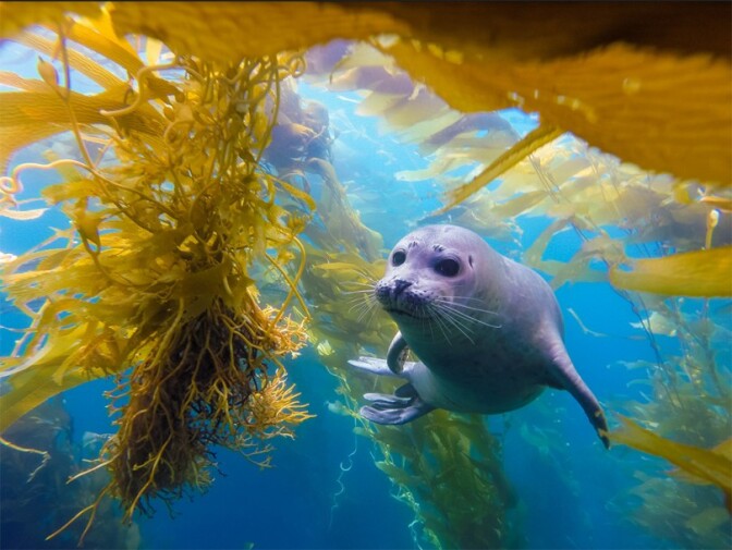 A seal swimming among kelp in blue water. 